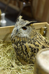 great horned owl perched on a branch in the box show