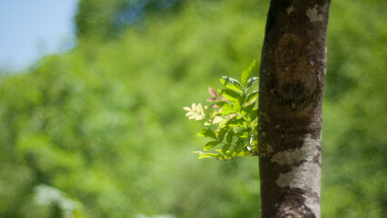 Hojas tiernas en tronco de árbol