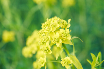 Yellow flowers are not a summer meadow. Natural background of plants. Bright summer texture