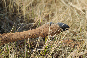 Frontleg of a roe deer died in a wildlife accident.