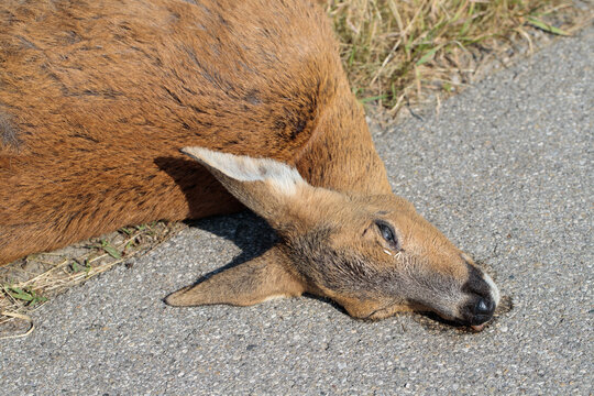 Cadaver of a roe deer. Roadkill.