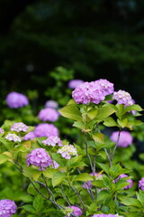 紫陽花花開くころ