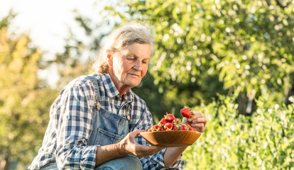 Happy senior caucasian woman picking up strawberries in the garden. Elderly lady farmer wearing...