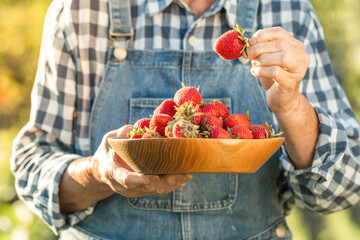 Caucasian woman holding wooden bowl full of freshly picked strawberries in garden. Elderly lady farmer wearing jeans overalls with checkered shirt and collecting berry harvest. Organic food concept