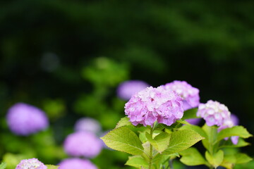紫陽花花開くころ