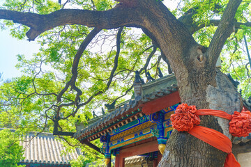 Summer scenery of Shandong Yantai Penglai Pavilion scenic area, Tianhou Palace
