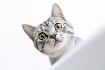 Lifestyle portrait photography of a curious american shorthair cat climbing against a white background. With generative AI technology