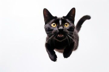 Medium shot portrait photography of a curious bombay cat jumping against a white background. With generative AI technology