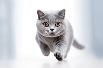 Close-up portrait photography of a cute british shorthair cat sprinting against a minimalist or empty room background. With generative AI technology