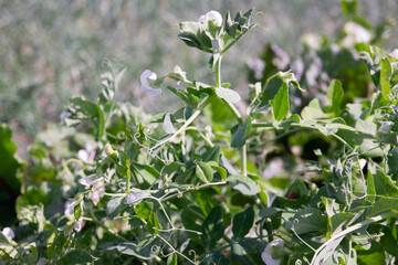 Fototapeta na wymiar Flowering green peas close-up. Pods with green peas ripen in a pea field. Blurred background
