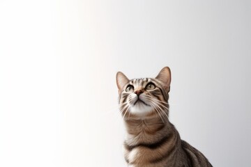 Fototapeta premium Medium shot portrait photography of a funny tabby cat skulking against a minimalist or empty room background. With generative AI technology