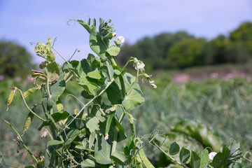 Flowering green peas close-up. Pods with green peas ripen in a pea field. Blurred background