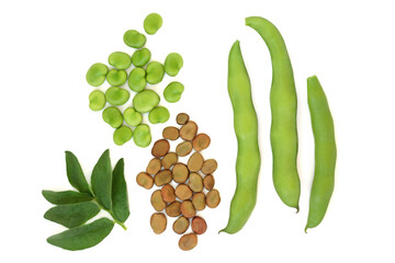 Broad bean legumes dried and fresh local produce with leaves. Vegetables high in fibre, protein, folate and B vitamins, can lower high cholesterol levels. On white background.