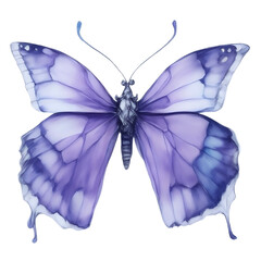 Purple Blue Butterfly in Watercolor Style