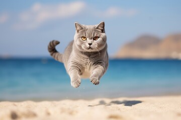 Full-length portrait photography of a cute british shorthair cat leaping against a beach background. With generative AI technology