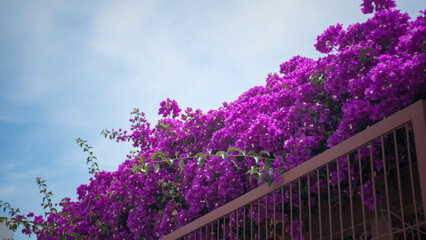 Obraz premium Flores fucsias en arbusto de buganvilla