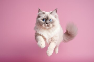 Fototapeta na wymiar Full-length portrait photography of a smiling ragdoll cat pouncing against a pastel or soft colors background. With generative AI technology