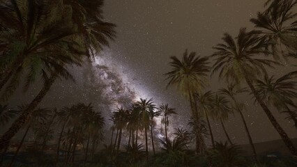 The Milky Way rises over plam trees
