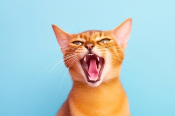 Obraz premium Full-length portrait photography of a curious abyssinian cat yawning against a pastel or soft colors background. With generative AI technology