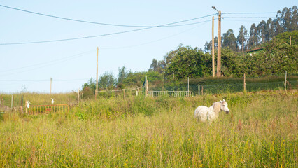 Caballo en terreno rural junto a casa