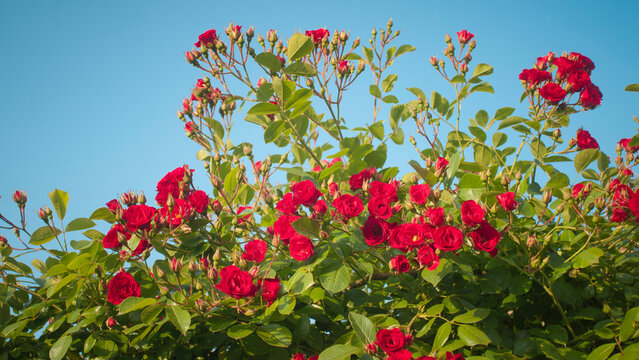 Arbusto de rosas rojas en jard&iacute;n