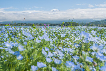 Oishi Park with mountain fuji at background and flowers at foreground