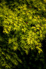 Japanese maple leaf with black background