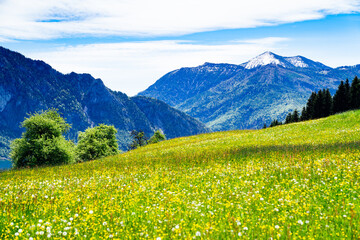 Fototapeta na wymiar Alpenwiese mit Bergen im Hintergrund