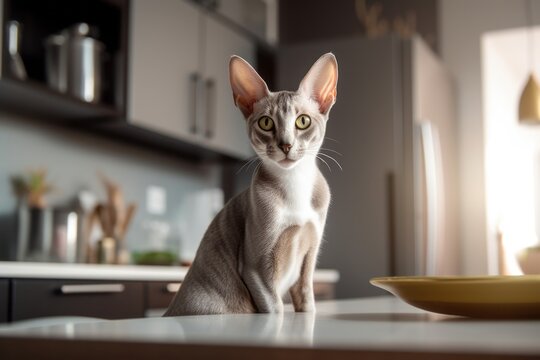 Environmental portrait photography of a smiling oriental shorthair cat eating against a modern kitchen setting. With generative AI technology
