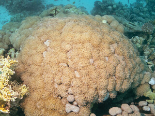 Organ Pipe Coral or Tubipora Musica at the bottom of the Red sea in Egypt, travel concept