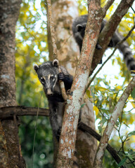 A coati perched on a tree at Iguazu Falls, Argentina