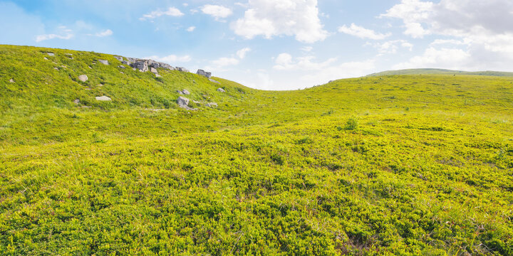 grassy meadows on the hills of ukrainian highlands. landscape of runa mountain in morning light