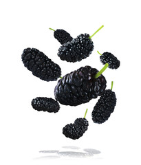 Fresh ripe black mulberries falling on white background