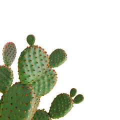 Beautiful big green cactus on white background © New Africa