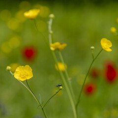 Wild yellow buttercup and beetle
