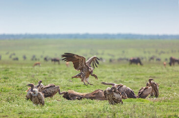 Scavenging vultures over a wildebeest carcass in the Serengeti National Park. Tanzania
