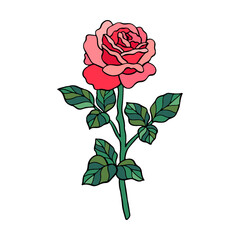 hand drawn botanical red rose flower stem