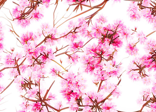 japanese cherry blossom tree sakura flowers over white wallpaper background vreated with generative ai technology © Alena Yakusheva