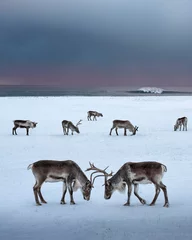 Poster Reindeer coexist in a beautiful Icelandic environment © marina