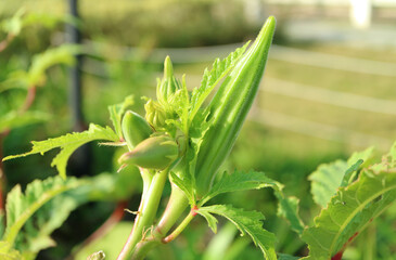 Closeup of Okra Mature Fruit with Developing Fruits Growing in the Sunlight