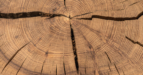 Fototapeta premium wood cut texture, processed slab