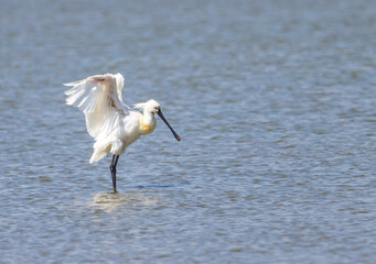 Spoonbill