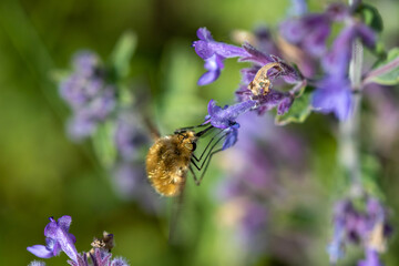 A Bee fly (Bombyliidae) taking nectar from Catmint flower.