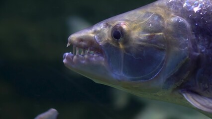 Goliath fish quickly swims in the river under water. The face of a fish with teeth close-up.
