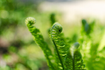 Closeup of a young green wild fern sprouts in the natural spring morning landscape 