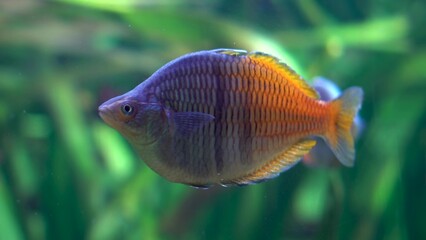 Fish Rainbow Boesman swims in the aquarium. Oversized. Exotic fish underwater.
