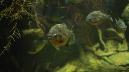 Piranhas swim in muddy water among tree roots. Underwater photography of predatory fish.