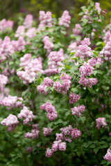 Blooming lilac bush. Purple lilac. Lilac flowers. Botanical garden in spring. Nature. Morning in garden. Soft focus. 