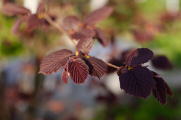 Close up of a branch of purple filbert or hazelnut tree in a garden