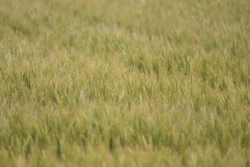 収穫時期の麦畑